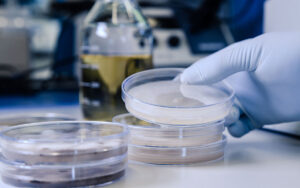 Read more about the article Frozen Embryo Transfer (FET) or  Fresh Embryo Transfer: Which One Is Better?